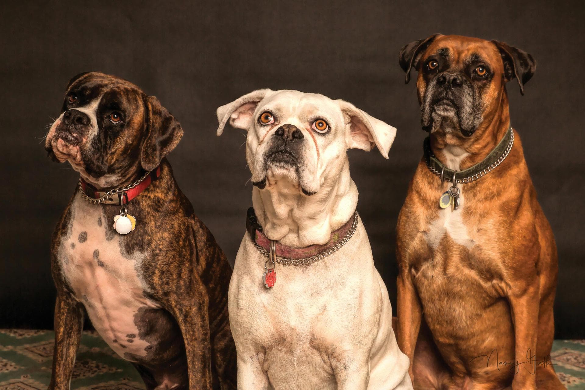 Best Vets in Cheyenne