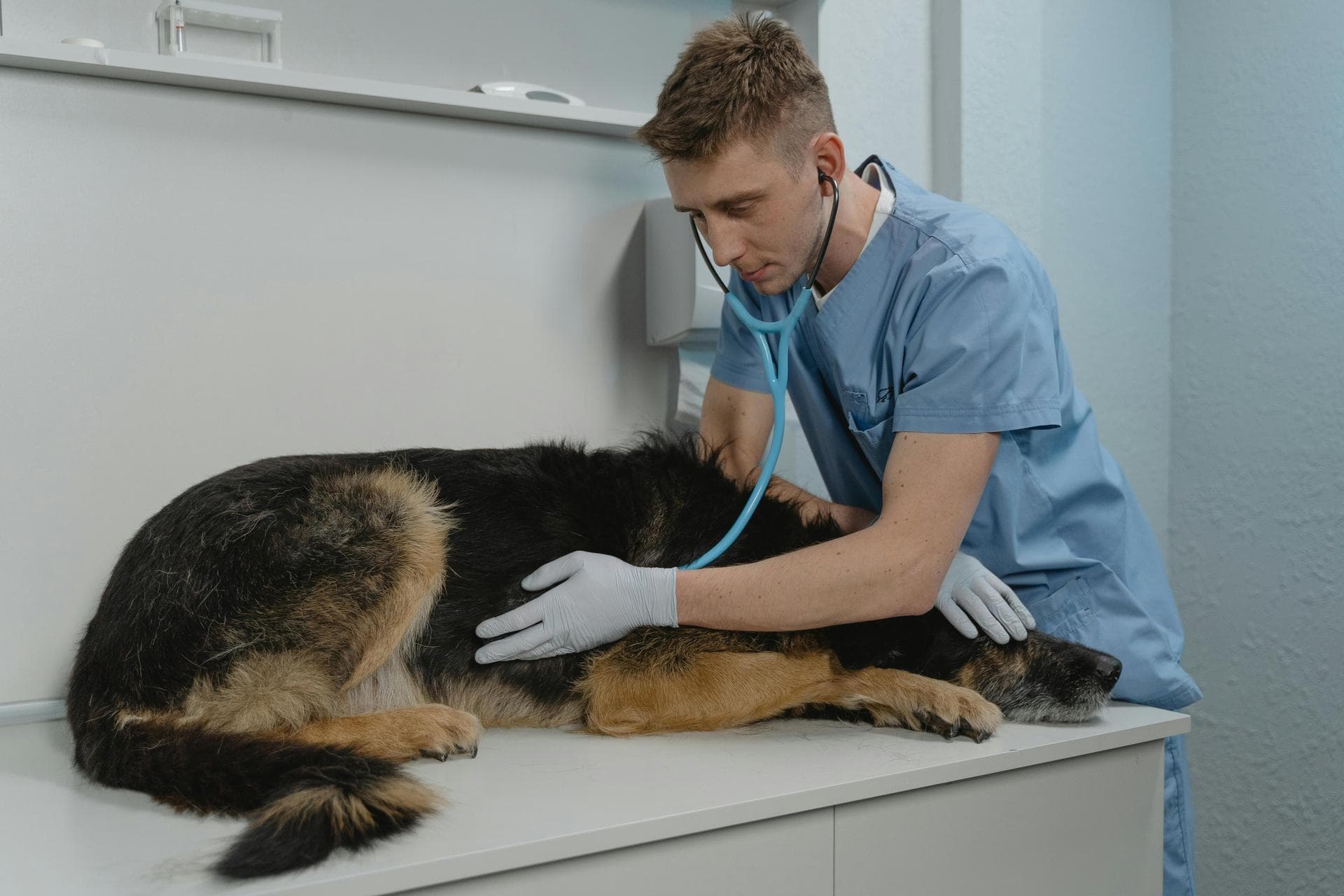 Best Vets in Cheyenne